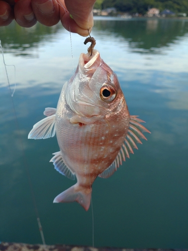 チャリコの釣果