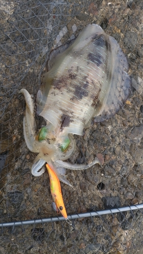 アオリイカの釣果