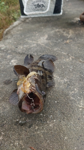 チャイロマルハタの釣果