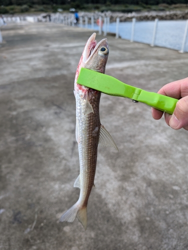 エソの釣果