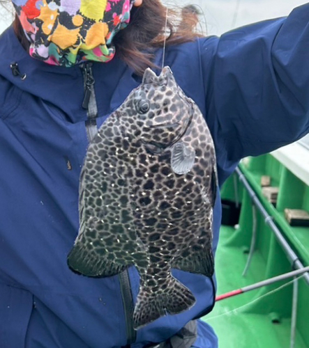 イシガキダイの釣果