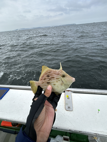 カワハギの釣果