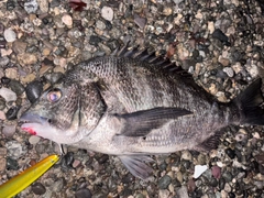 クロダイの釣果