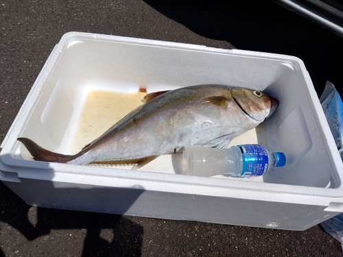 カンパチの釣果