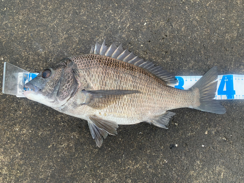 チヌの釣果