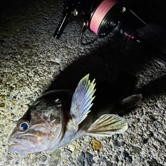 クロソイの釣果