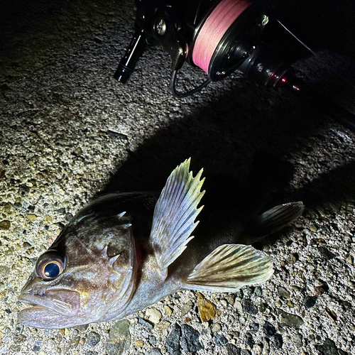 クロソイの釣果