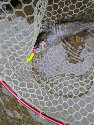 ニジマスの釣果