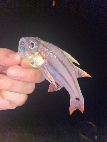 ネンブツダイの釣果