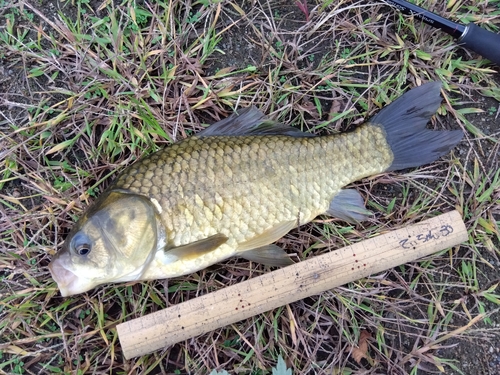 フナの釣果