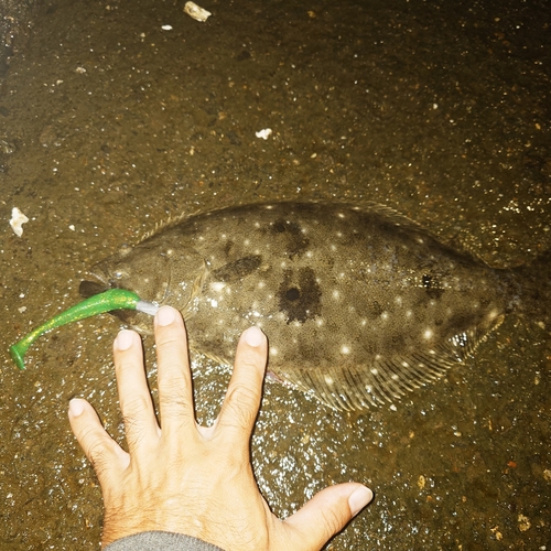 ヒラメの釣果