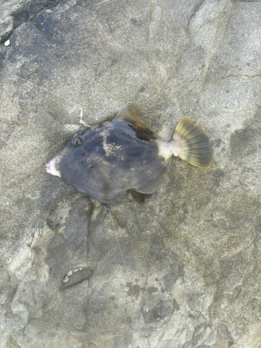 カワハギの釣果