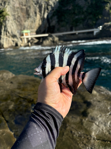 サンバソウの釣果