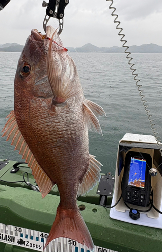 タイの釣果