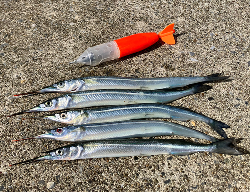 サヨリの釣果