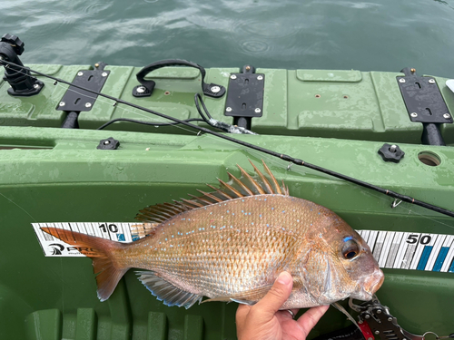 タイの釣果