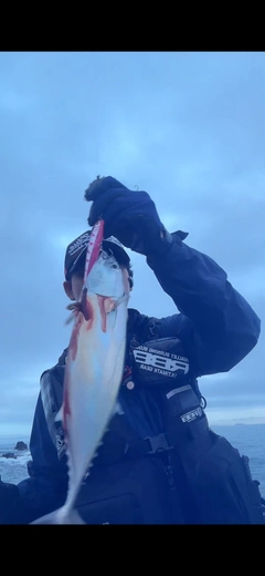 ソウダガツオの釣果