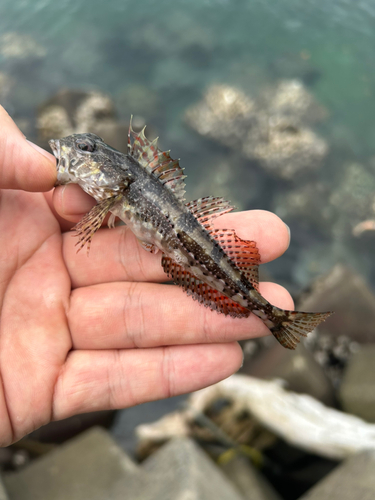 アナハゼの釣果