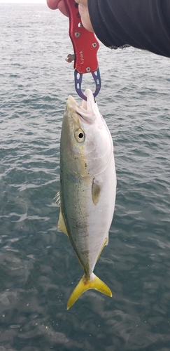 ハマチの釣果