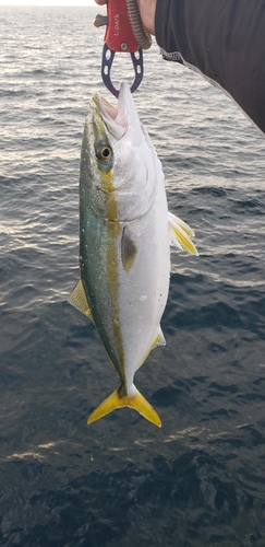 ハマチの釣果