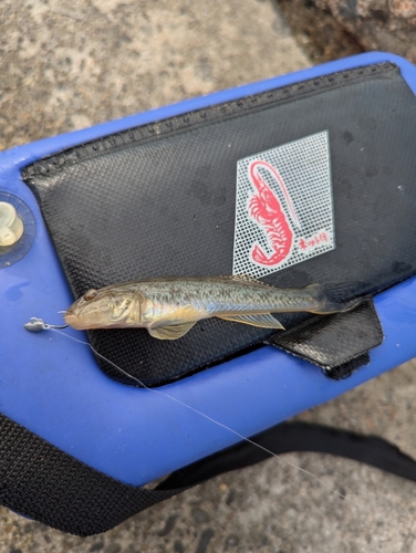 ハゼの釣果