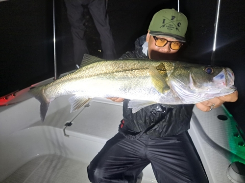 シーバスの釣果