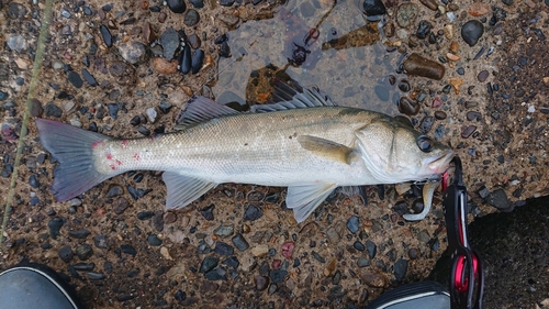 フッコ（マルスズキ）の釣果