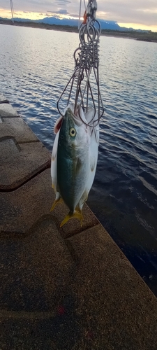 ワカシの釣果