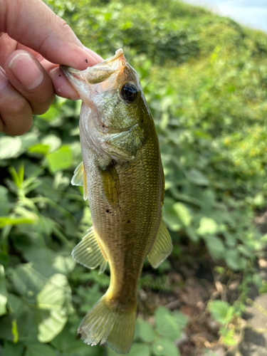 ラージマウスバスの釣果