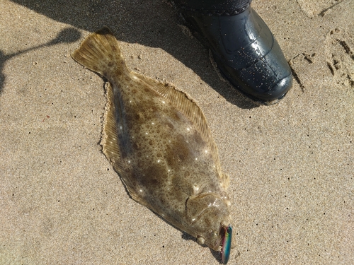 ヒラメの釣果