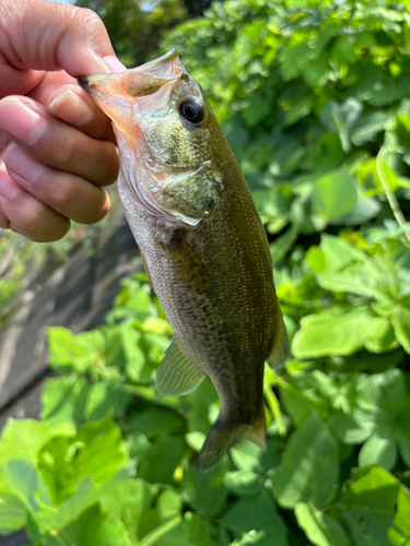 ラージマウスバスの釣果