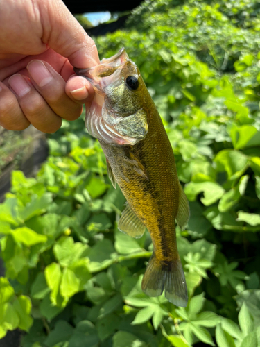 ラージマウスバスの釣果