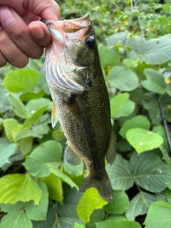 ラージマウスバスの釣果