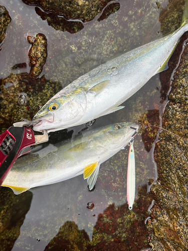 ワカシの釣果