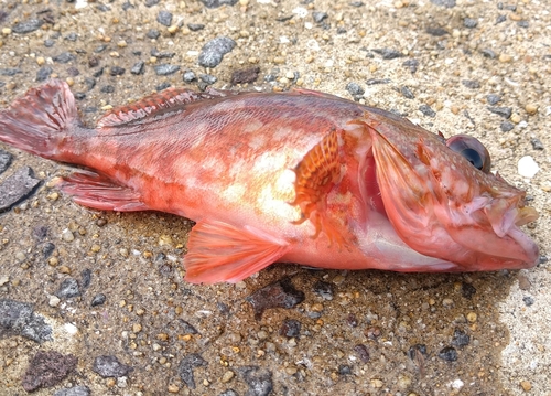 アコウの釣果