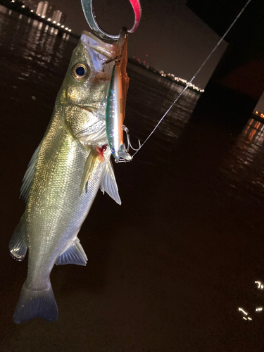 シーバスの釣果