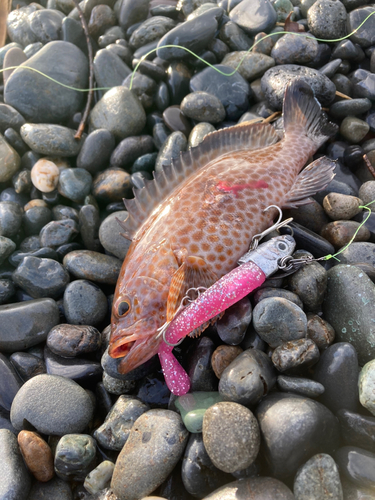 オオモンハタの釣果