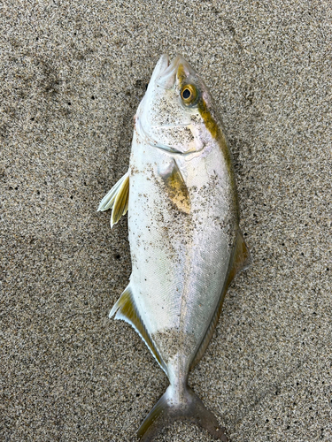 ショゴの釣果