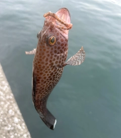 オオモンハタの釣果