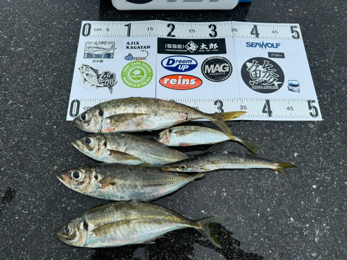 アジの釣果