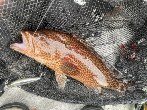 オオモンハタの釣果