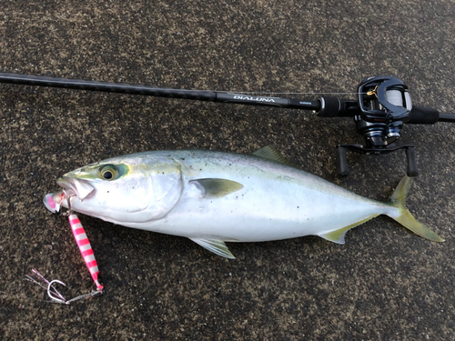 イナダの釣果