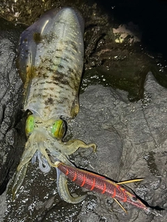 アオリイカの釣果