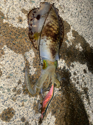 アオリイカの釣果