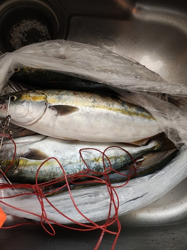 イナダの釣果