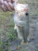 ラージマウスバスの釣果