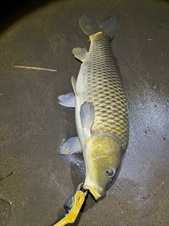 コイの釣果