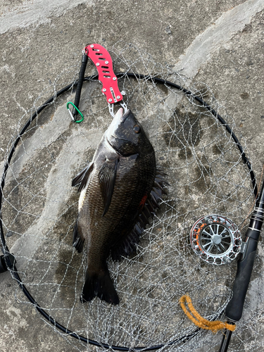 チヌの釣果