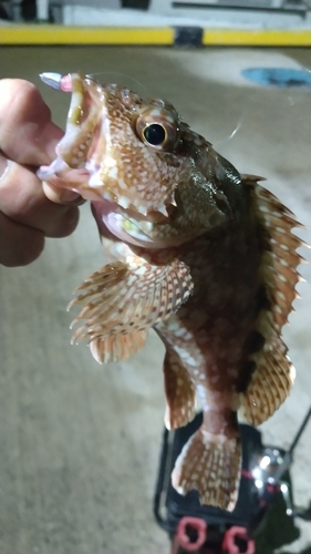 アラカブの釣果