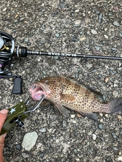 オオモンハタの釣果